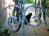 Cat 'n bike